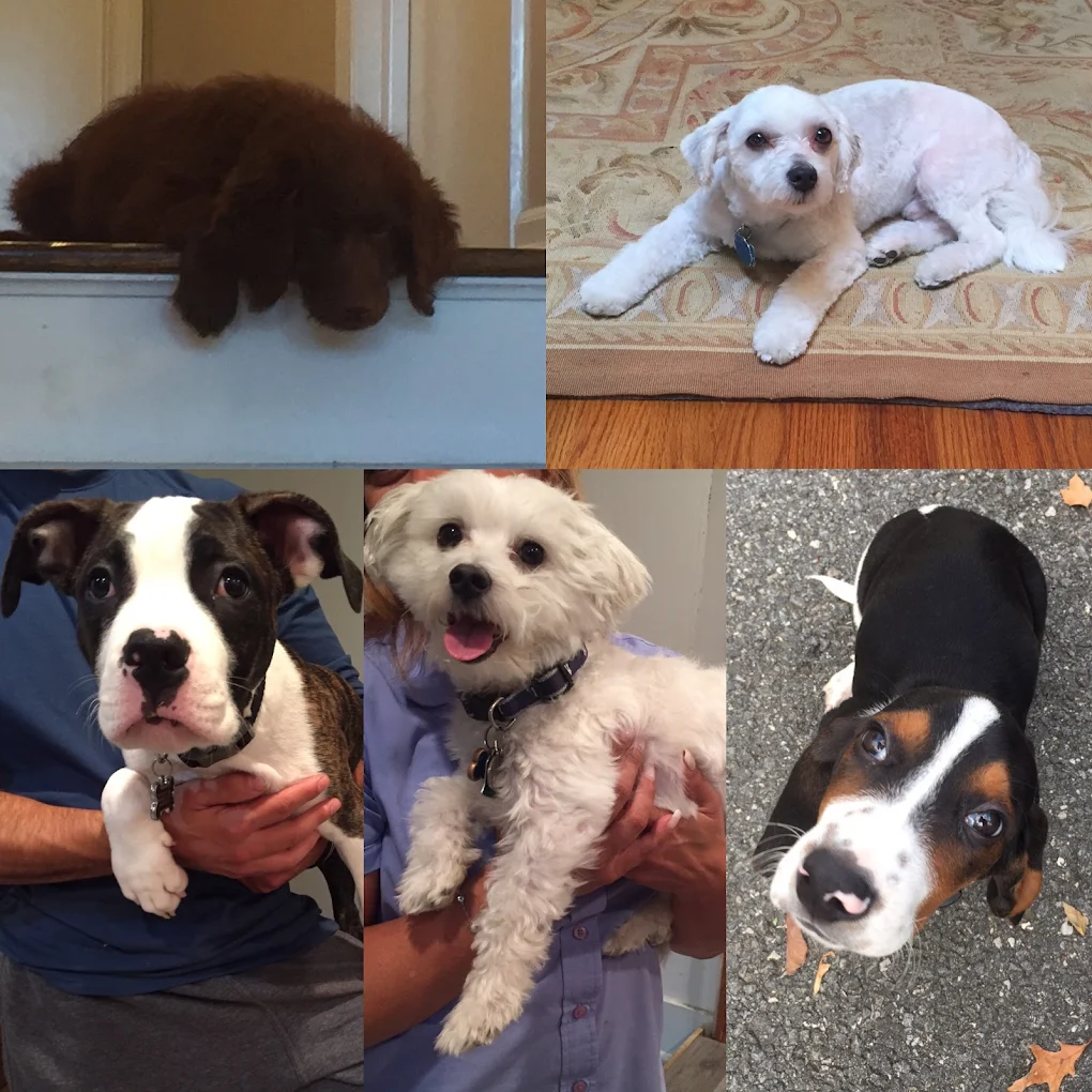 Bark Busters Home Dog Training Westchester